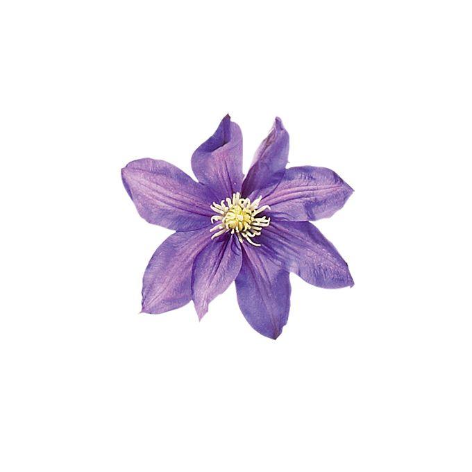 Serendipity Blooms Vintage Charm Posy